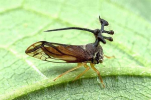 Gibbat - insekt s zamršenim izgledom